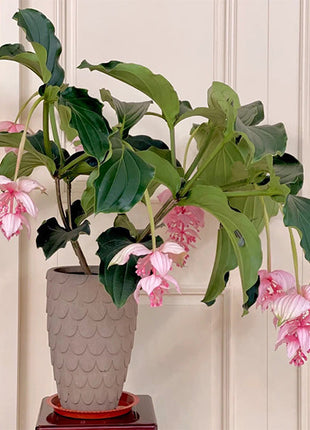 Medinilla Magnifica Flower Seeds