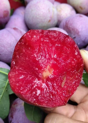 Blood Plum Sanhua Plum Seeds