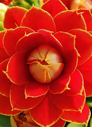 🌺Golden Fox Longevity Flower Seeds—Health And Longevity