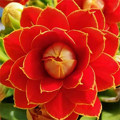 🌺Golden Fox Longevity Flower Seeds—Health And Longevity