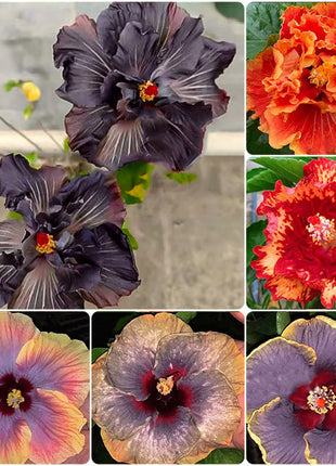Mixed Giant Ombre Hibiscus Exotic Coral Flowers Seeds