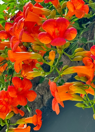 🧡Campsis Creeper - The First Choice In Summer