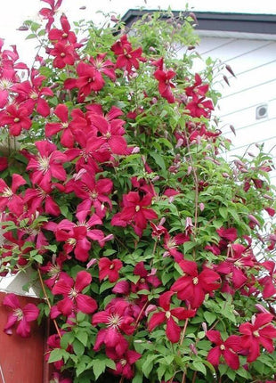 Egrow 50Pcs Clematis Flower Seeds Perennial Vines Climbing Clematis Plant Seed Garden Decoration