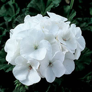 Geranium Pinto Premium White F1 Seed