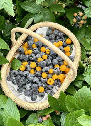 Giant Raspberry Seeds -92% Germination🌱