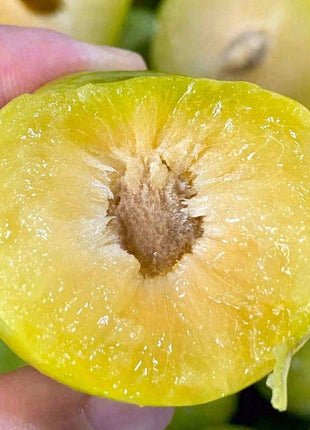 Yellow Plum Seeds Sugar Plum