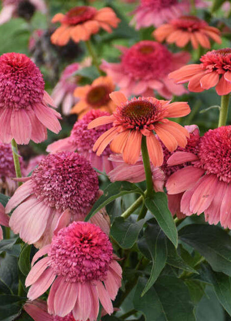 Echinacea 'Rainbow Sherbet' (Coneflower)