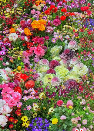 Mixed Perennial Flowers Seeds-Over 80 kinds mixed