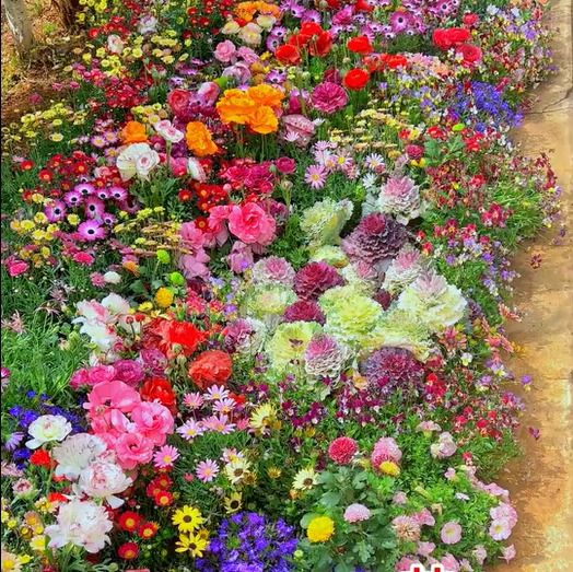 Mixed Perennial Flowers Seeds-Over 80 kinds mixed