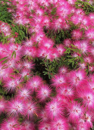 Silktree Albizziae Flower