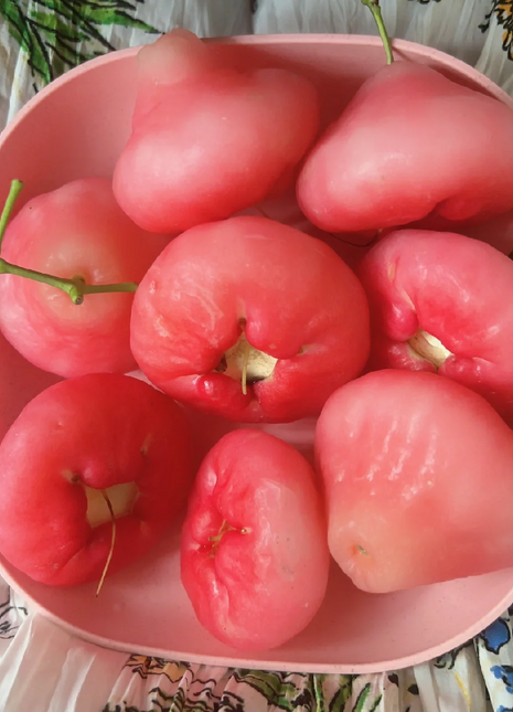 Pink Lotus Mist Seeds