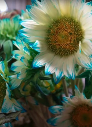 Blue Lace Sunflower Seeds