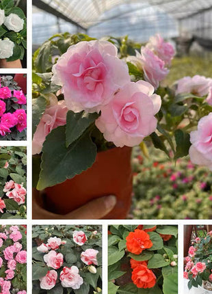 Double Impatiens Seeds - A Symphony of Petals in Nature's Garden