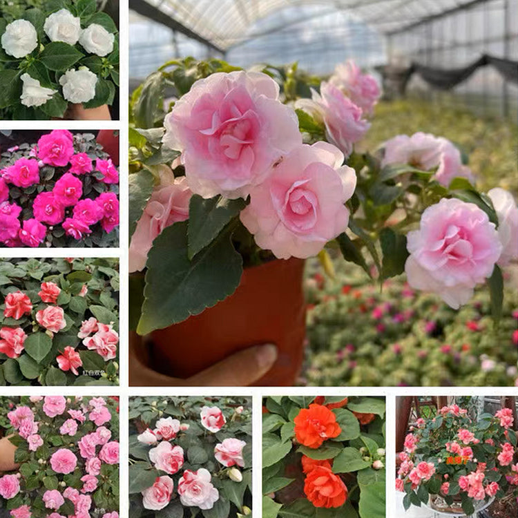 Double Impatiens Seeds - A Symphony of Petals in Nature's Garden