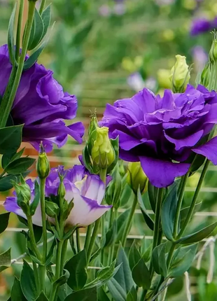 💐Lisianthus - A Sincere and Immutable Love