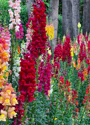 💐Double Snapdragon Mixed Color Seeds