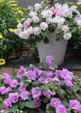 Double Impatiens Seeds - A Symphony of Petals in Nature's Garden