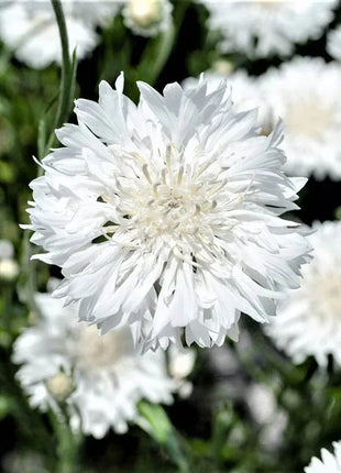 Cornflower Mixed Seeds
