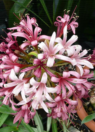 Ammocharis coranica - Ground lily