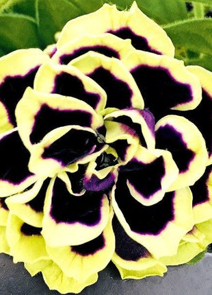 Petunia, Midnight Gold