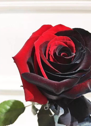 Twin Red Black Rose