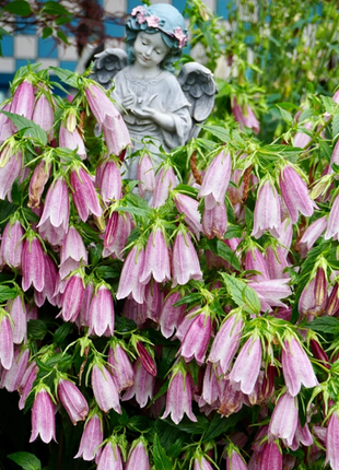 Spotted Bellflower Seeds