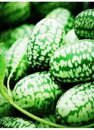 RARE SEEDS THUMB WATERMELON SEEDS