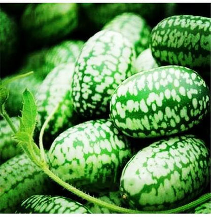 RARE SEEDS THUMB WATERMELON SEEDS