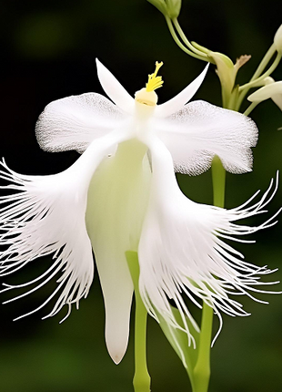 Egret Orchid Flower-Purity And Elegance