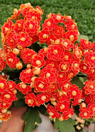 🌺Golden Fox Longevity Flower Seeds—Health And Longevity