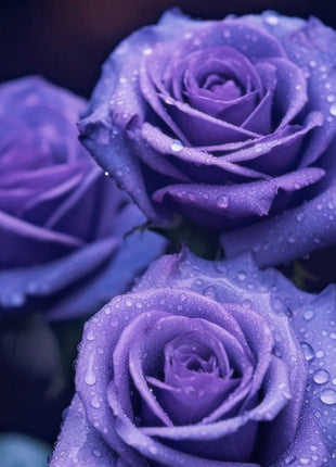 Rare Colorful Rose Plant Seeds for Home Garden