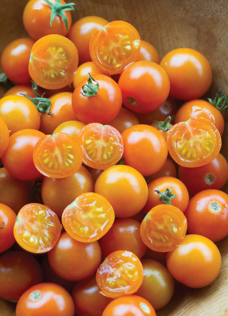 Sungold Tomato,Cherry Tomato Seeds