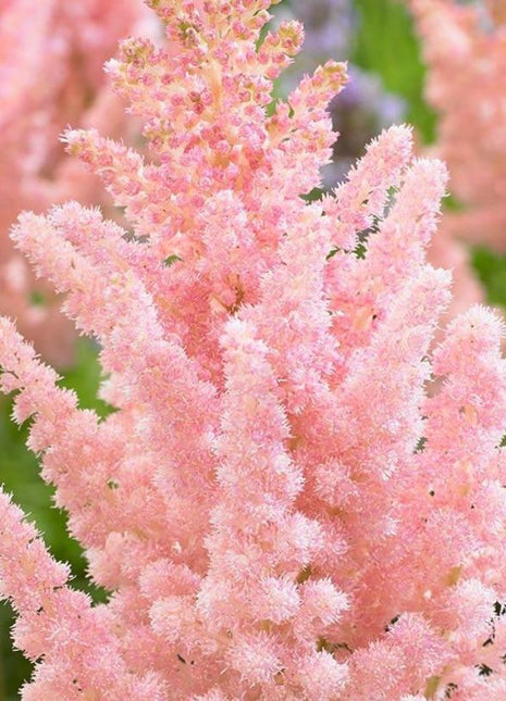 Astilbe chinensis 'Vision Inferno' (Chinese Astilbe)