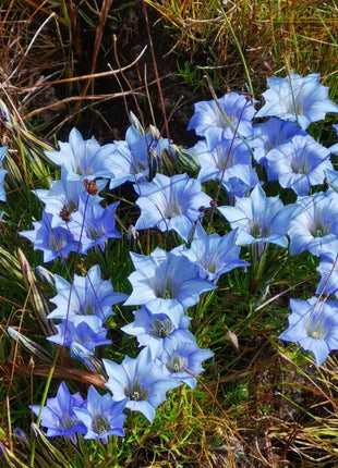 💙Plateau Elf Gentiana - Heart Of The Ocean💦