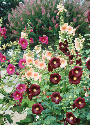 Single Flowered Hollyhock Seeds