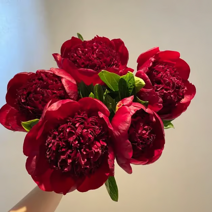 🌺 The Queen of Flowers—Double Petaled Piani