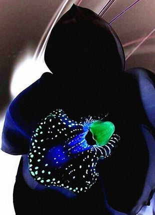 Egrow 50 PCS Rare Black Orchid Flower Seeds Exotic Orchid Home Garden Bonsai Planting Seeds