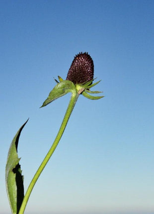 WESTERN CONEFLOWER Rudbeckia Occidentalis Green Wizard aka Rayless Naked Chocolate Black Flower Herb Seeds