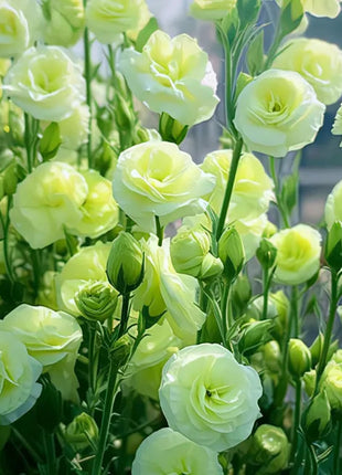 🌺Lisianthus – Sincere Love