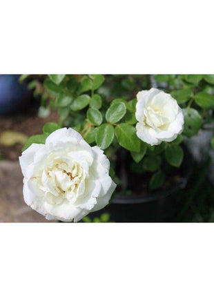 50pcs/Bag Climbing Rose Seeds