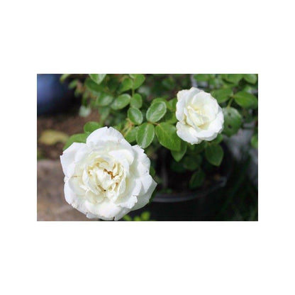 50pcs/Bag Climbing Rose Seeds