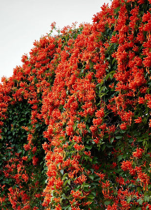🏵️Pyrostegia Venusta Climing Flower Seeds