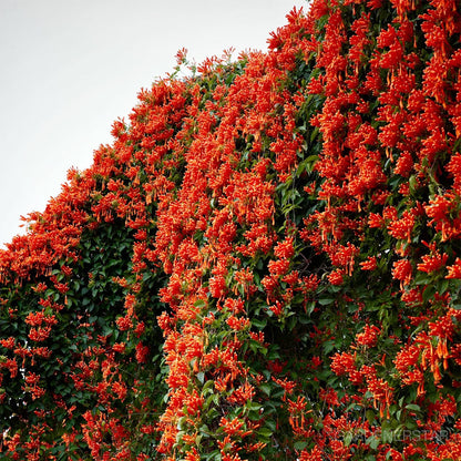 🏵️Pyrostegia Venusta Climing Flower Seeds
