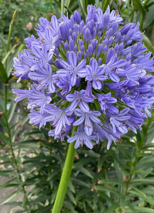 Agapanthus africanus 'Blue'
