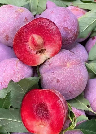 Blood Plum Sanhua Plum Seeds