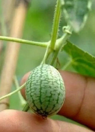 RARE SEEDS THUMB WATERMELON SEEDS