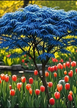 10pcs Blue Ghost Maple Tree Seeds – Exotic Japanese Acer with Misty Foliage, Perfect for Pots & Landscapes
