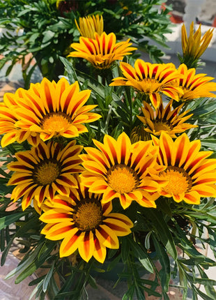 Medal Chrysanthemum Seeds - Flower of Glory