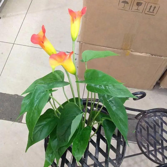 Egrow 50 PCS Calla Lily Seeds Garden Balcony Potted Perennial Flower Seeds Bonsai Ivy Flowers