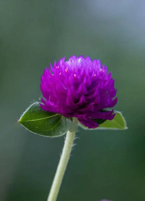 Purple Globe Amaranth Seeds, Gomphrena